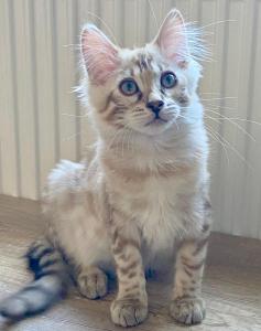 Seltenes snow mink Cashmere Bengal Mädchen. VERGEBEN !! Doch Babys sind unterwegs