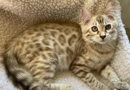 Seltenes snow mink Cashmere Bengal Mädchen. VERGEBEN !! Doch Babys sind unterwegs