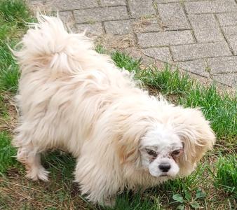 Shih Tzu Welpe