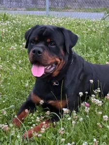 Junger sportlicher Rottweilerrüde