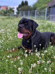 Junger sportlicher Rottweilerrüde