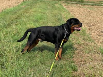 Junger sportlicher Rottweilerrüde