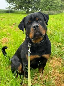 Junger sportlicher Rottweilerrüde