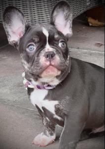 Französische Bulldogge Bub choco