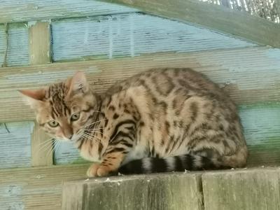 3 Bengal Mädchen