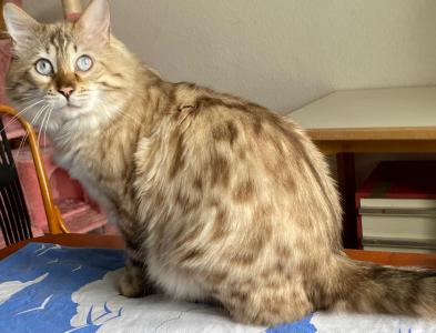 Wunderschöner snow Cashmere Bengalkater - Kastrat