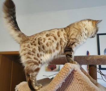 Wunderschöner snow Cashmere Bengalkater - Kastrat