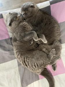 2 Scottish Fold Hauskater Nacho und Nugget suchen ein neues Zuhause