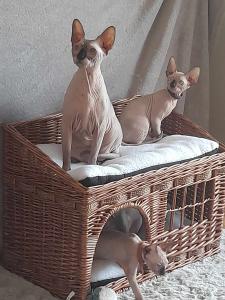 Deam Nyx exotisch süße Kanadische Sphynx Kater suchen ein neues, liebevolles Zuhause.