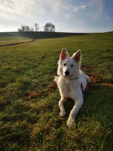 Erfahrener Deckrüde Weißer Schäferhund