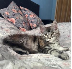 Reinrassige Maine Coon Kitten suchen liebevolles zuhause