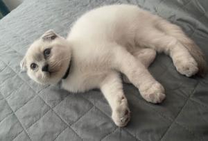 Scottish Fold 2 Jahre alt - weiß mit grauen Augen