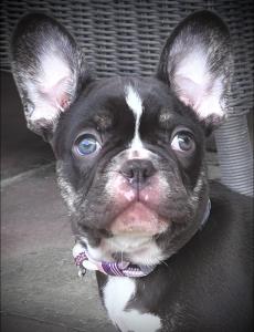 Französische Bulldogge Bub choco