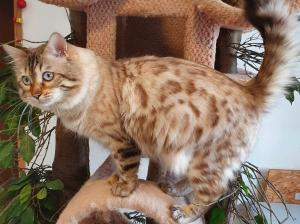 Wunderschöner snow Cashmere Bengalkater - Kastrat