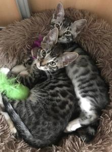 Zwei bezaubernde Bengal-Mix Kitten (weibchen) finden bald ein liebevolles Zuhause