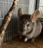 2 Chinchillas w/m in liebevolle Hände abzugeben.