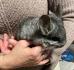 Chinchilla Tommi sucht ein neues Zuhause