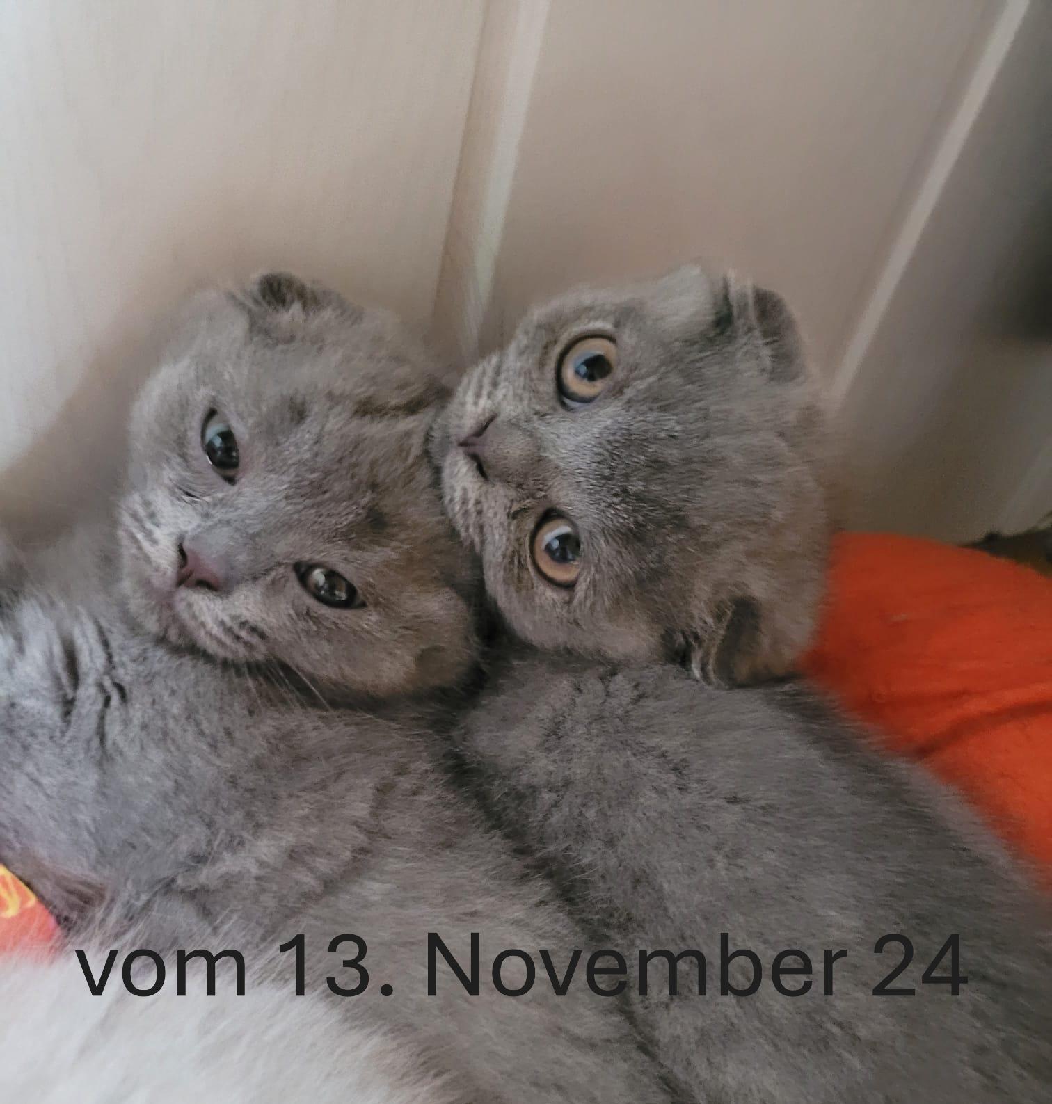 2 outlet Kitten suchen ein neues zu Hause