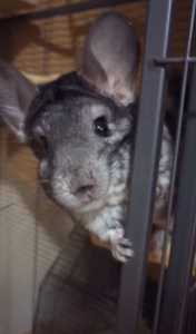 2 aktive Chinchilla-Herren suchen neues Zuhause