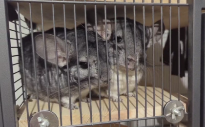 2 aktive Chinchilla-Herren suchen neues Zuhause