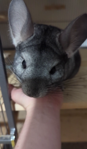 2 aktive Chinchilla-Herren suchen neues Zuhause