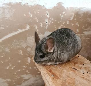 2 Chinchilla Damen in gute Hände abzugeben