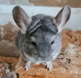 2 Chinchilla Damen in gute Hände abzugeben