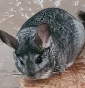 2 Chinchilla Damen in gute Hände abzugeben