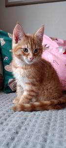 2 Maine Coon Mix Kitten