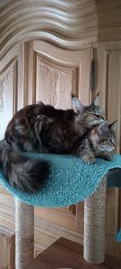 2 Maine Coon Mix Kitten