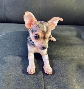 2 Süße Mini Chihuahua Welpen suchen ein Zuhause