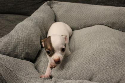 2 Süße Mini Chihuahua Welpen suchen ein Zuhause