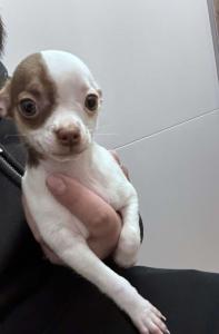 2 Süße Mini Chihuahua Welpen suchen ein Zuhause