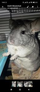 Chinchilla Junge