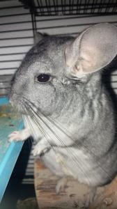 Chinchilla Junge