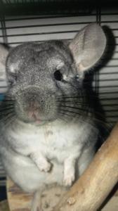 Chinchilla Junge