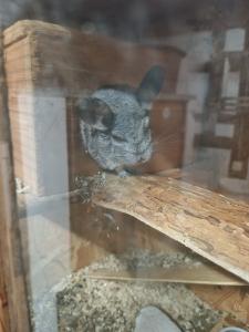 Gutes zuhause für Chinchilla Männchen gesucht