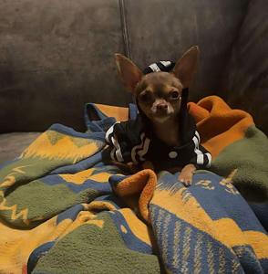 Junger Mini Chihuahua sucht neues Zuhause