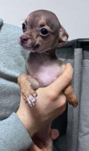 Junger Mini Chihuahua sucht neues Zuhause