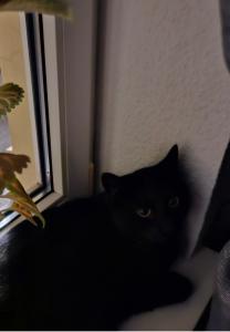 Kater und Kitten suchen neues Zuhause