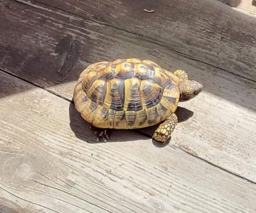 Landschildkröte abzugeben