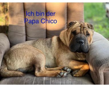 Shar-Pei Welpen/ Sharpei reinrassig