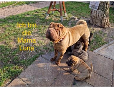 Shar-Pei Welpen/ Sharpei reinrassig