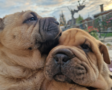 Shar-Pei Welpen/ Sharpei reinrassig