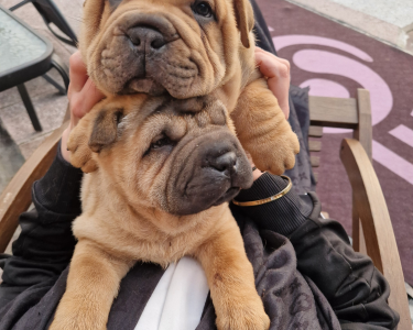 Shar-Pei Welpen/ Sharpei reinrassig