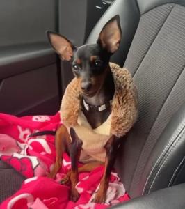 Zwergpinscher Weibchen 7 Monate Welpen