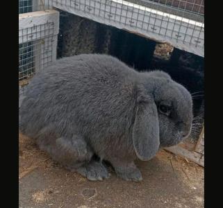 Zwergwidder Kaninchen 3 Jahre, Pärchen, kastriert