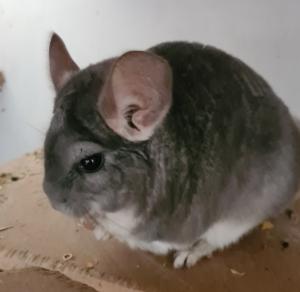 2 Chinchilla Damen in gute Hände abzugeben