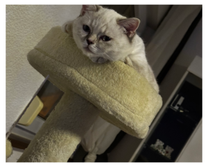 2 Liebe Scottish Fold und Britisch Kurzhaar Geschwister suchen ein neues zu Hause