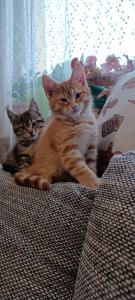 2 Maine Coon Mix Kitten